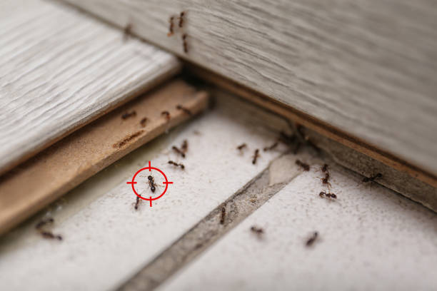 Best Local Pest Control Services  in Pinehurst, MA