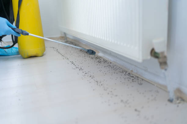 Best Insect Control  in Pinehurst, MA